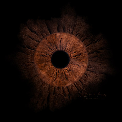 photo d'iris noisette ado