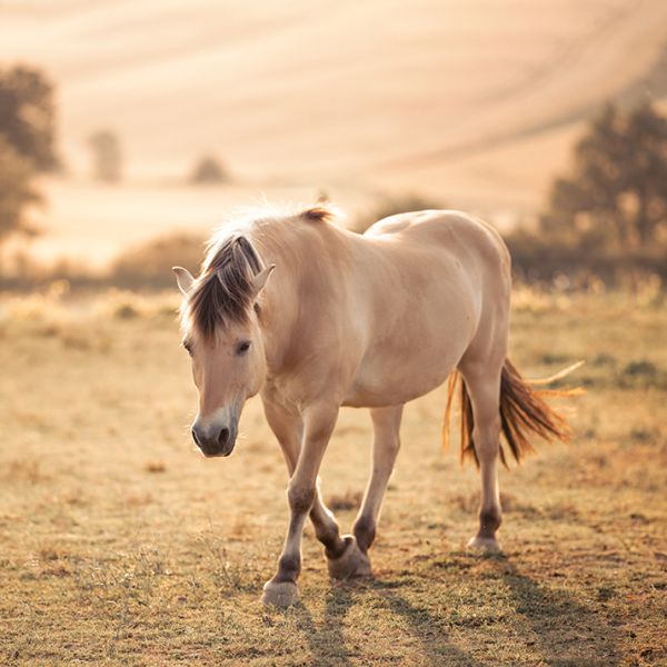 Galerie photo animaux
